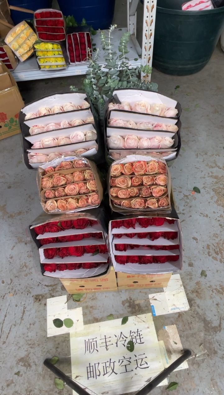 高原红20枝+卡布20枝+粉红20枝+尤加利