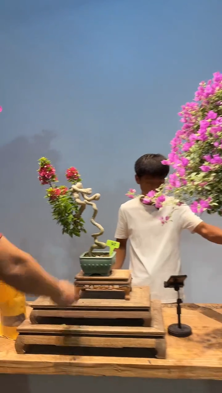 无花朵三角梅专场一物一拍25