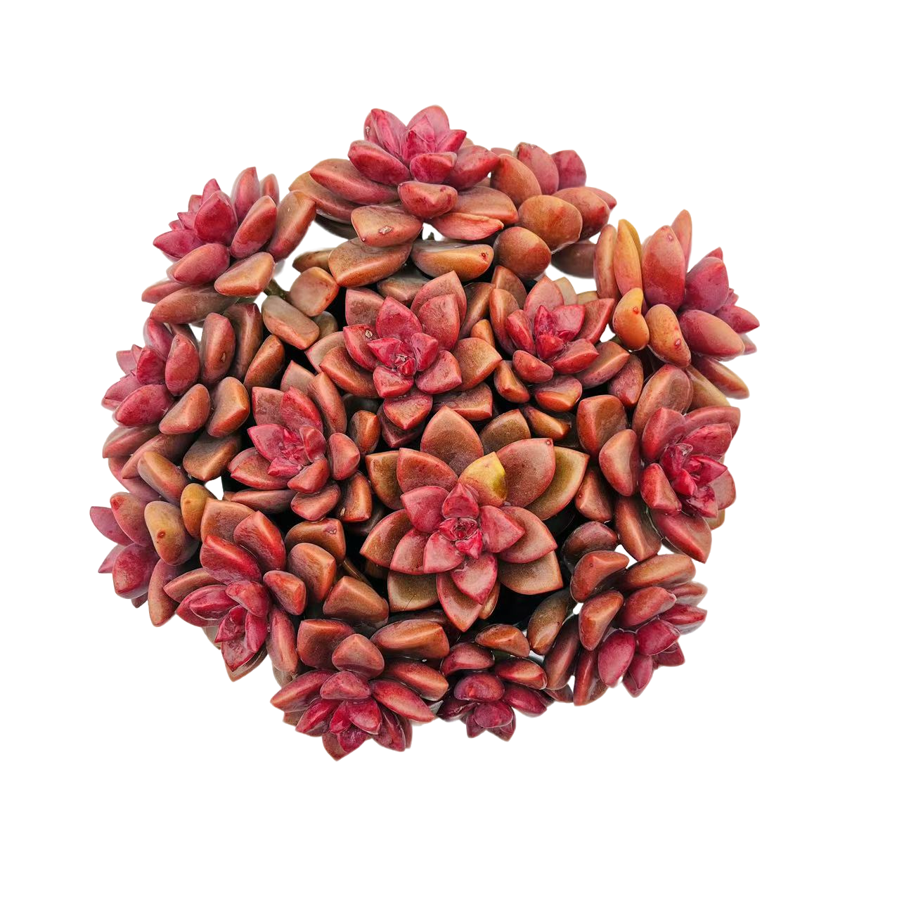 【姬胧月 小桃红】带盆带土 多肉植物 很好养 耐冻耐晒 