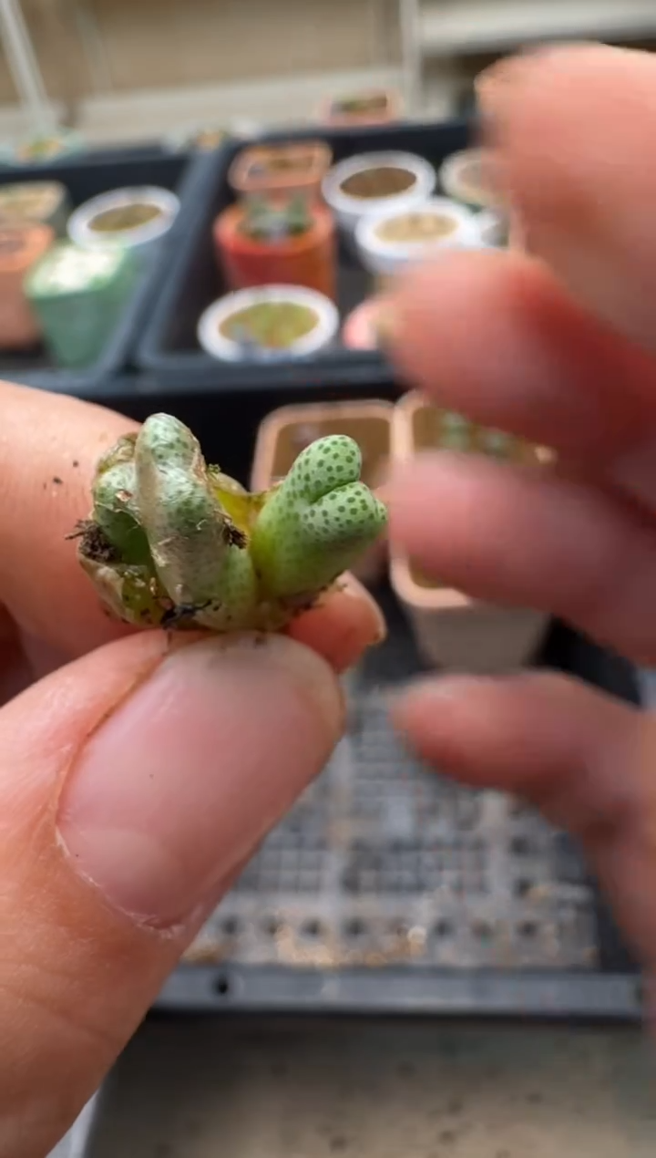 【闪购商品】3-179