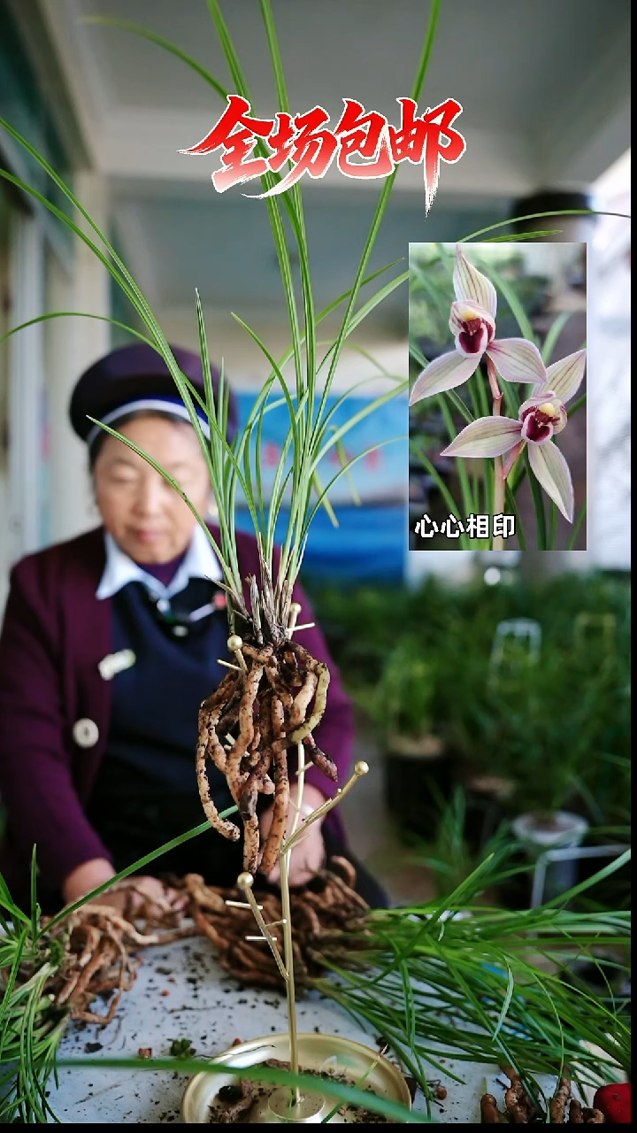 当前无花栽培后可以开花心心相印