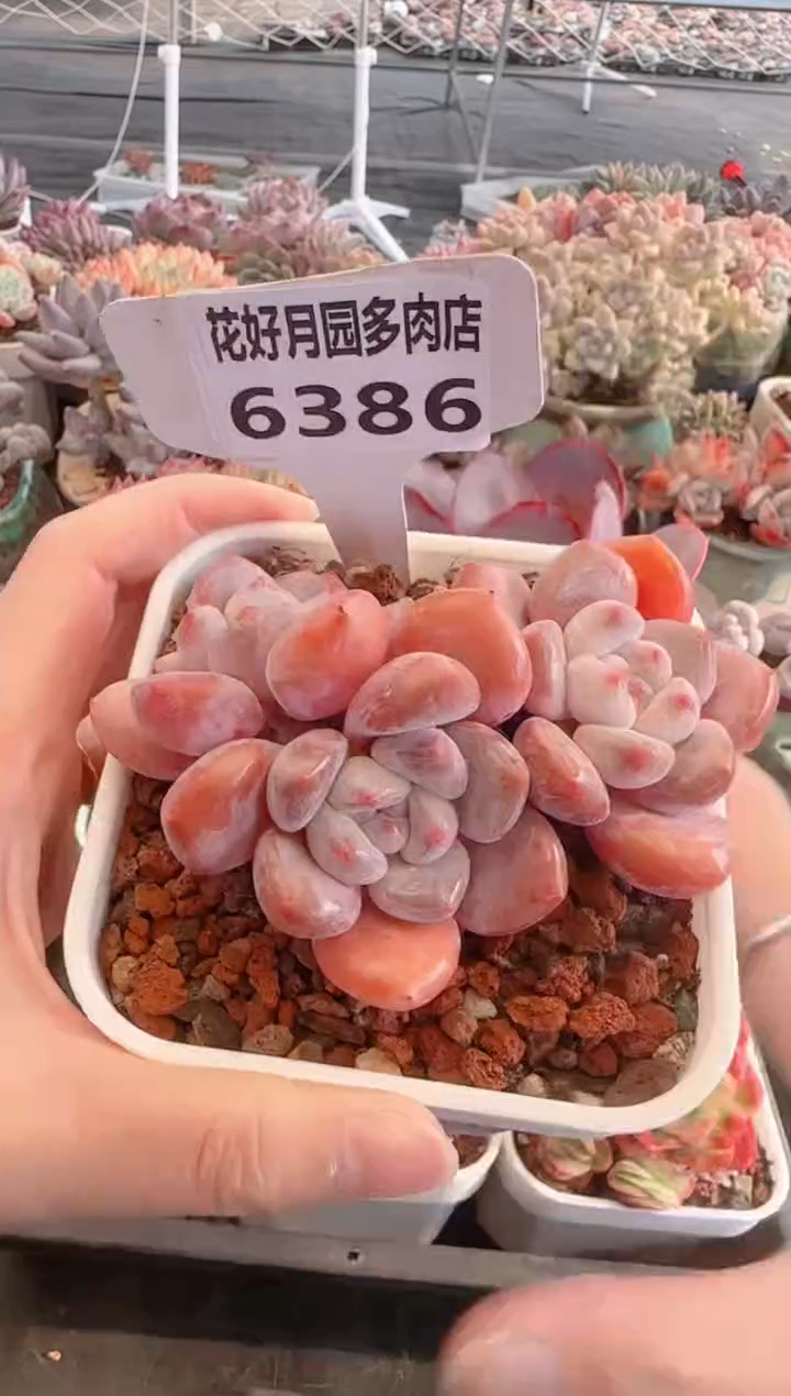 【闪购商品】6386奥橙