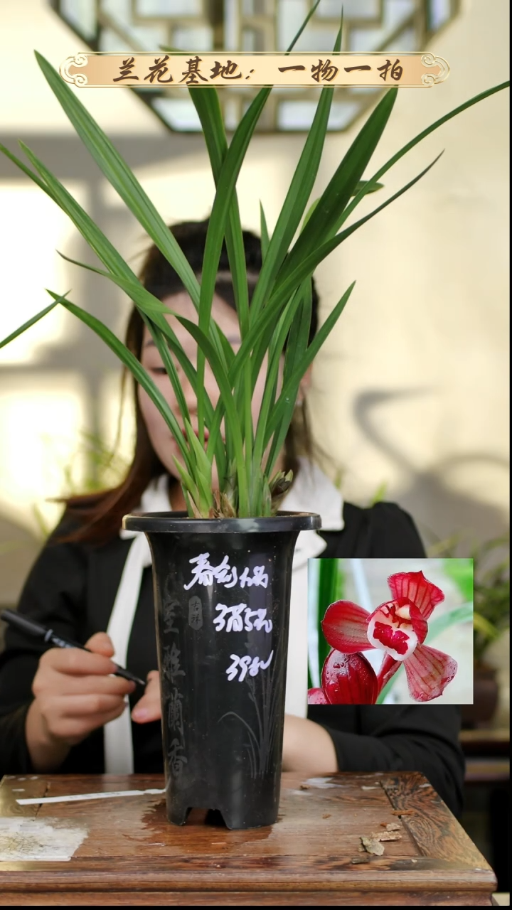 完全开放春剑红荷5苗4花苞