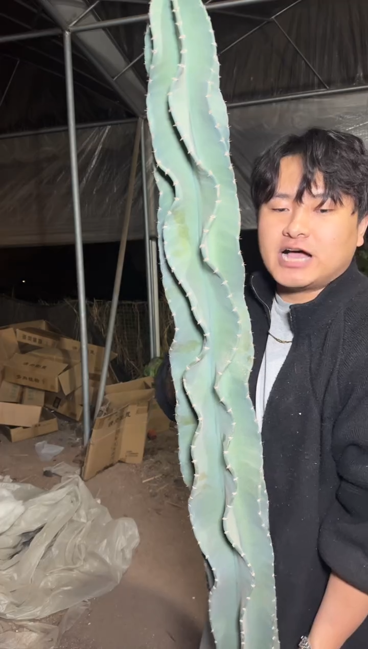 高80-100cm 秘鲁苹果【无根】