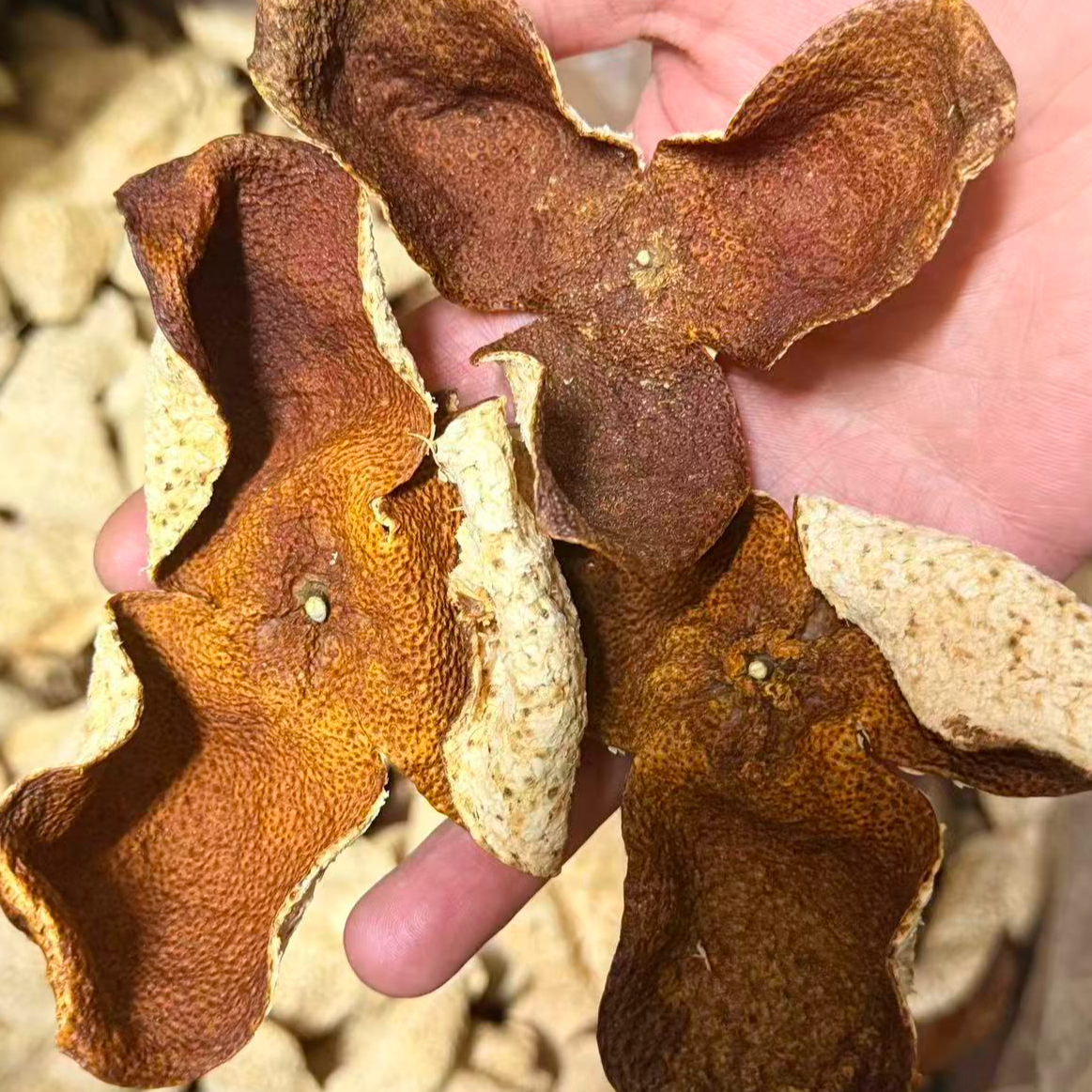 2024年新皮   新会 陈皮 核心产区 可泡茶煲汤的陈皮茶