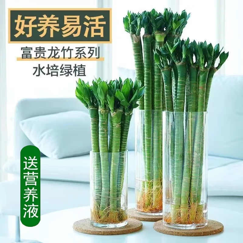 文昌竹龙竹带根水养富贵转运竹节节高水培植物室内客厅植物