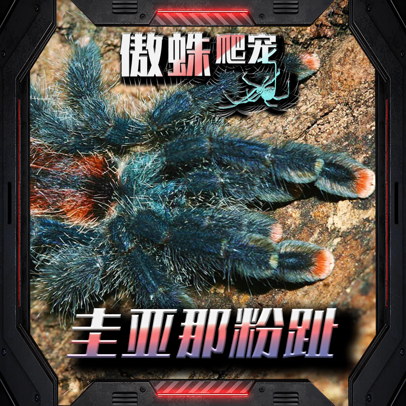 圭亚那粉趾宠物蜘蛛新手入门可爱宠物蜘蛛树栖类颜色好看