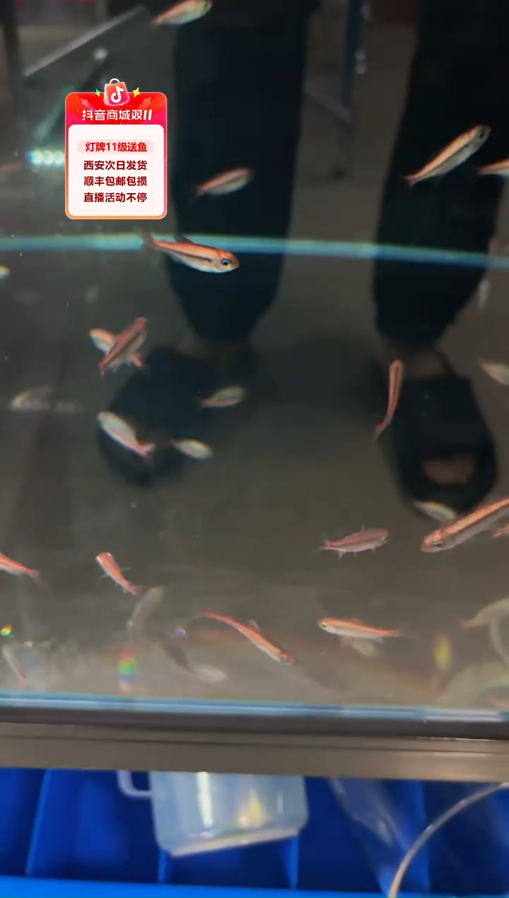 灯科鱼F****c皇室青魔鬼1条