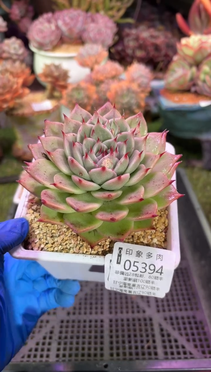 【闪购商品】05394