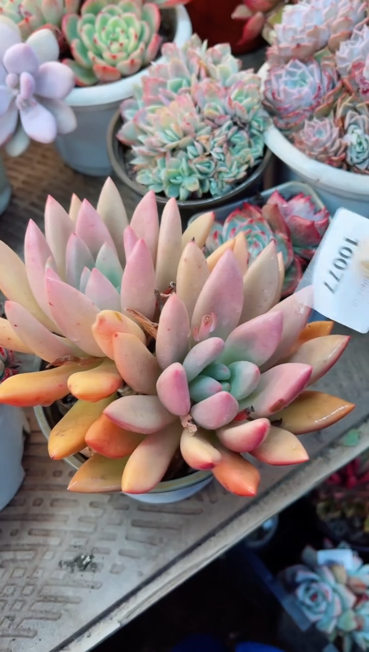 【闪购商品】10077