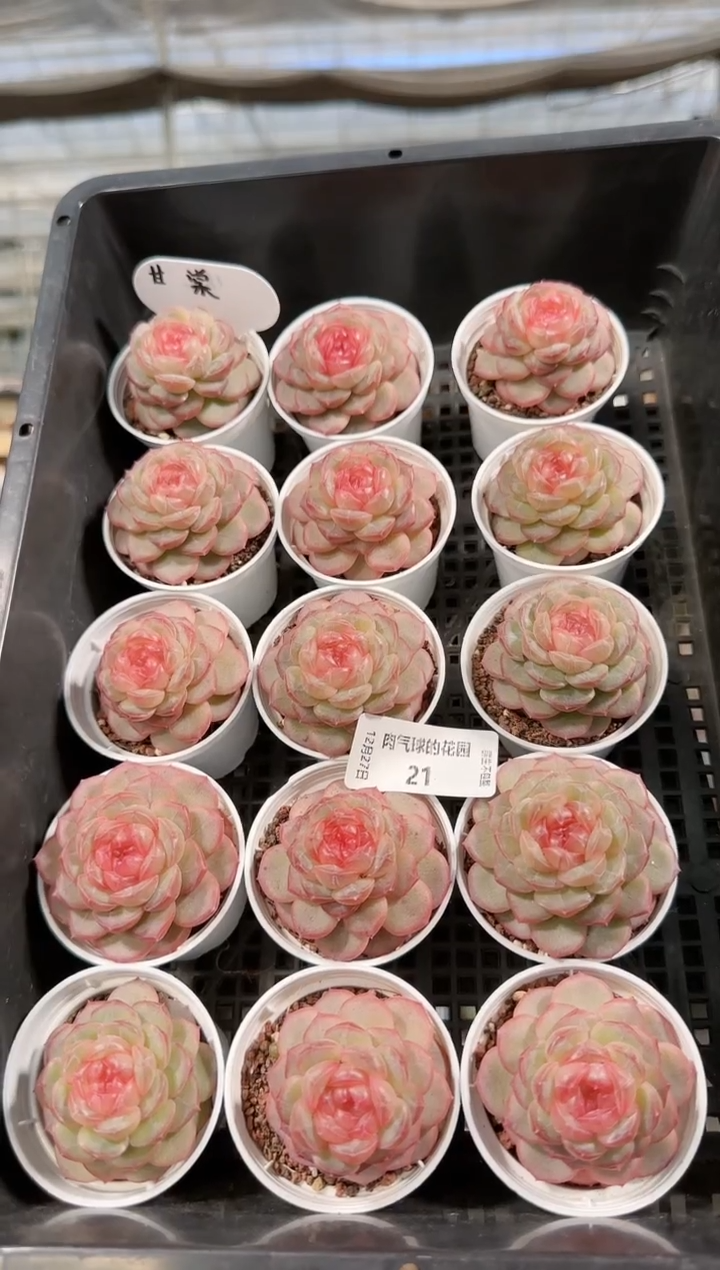  1227-21甘棠多肉量拍任意发一颗群生不包整