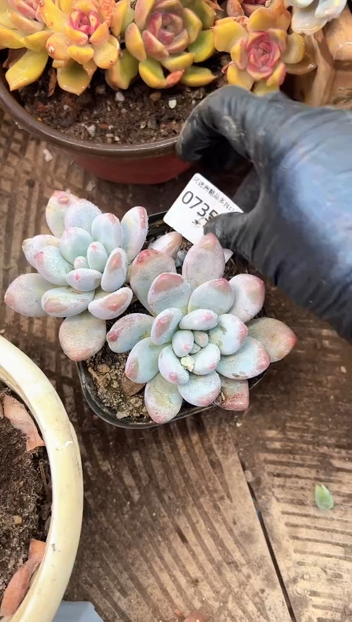 艾*多肉植物一物一拍07357