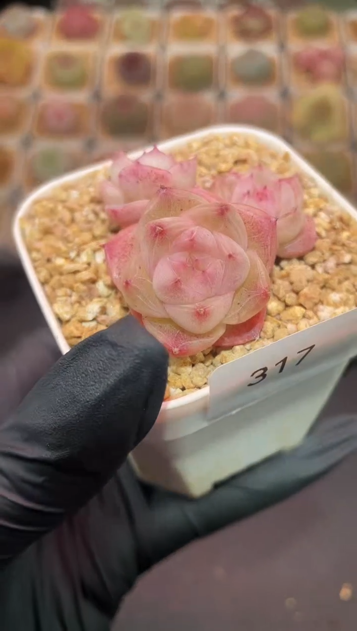 闪购317 夹心小饼干多肉一颗  