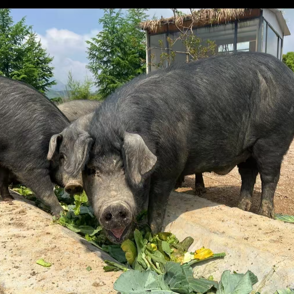 【赠品链接】可赠送猪身上任意部位  赠品以直播间选送为主