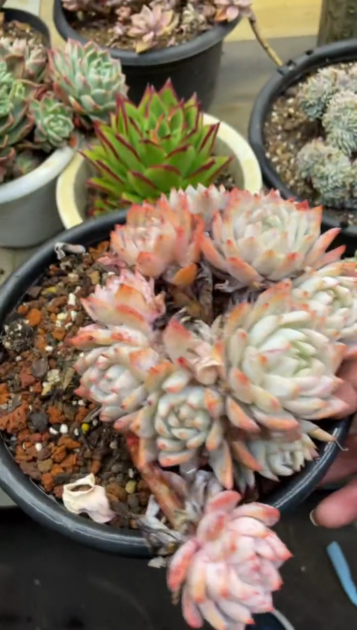 【闪购商品】110方法论