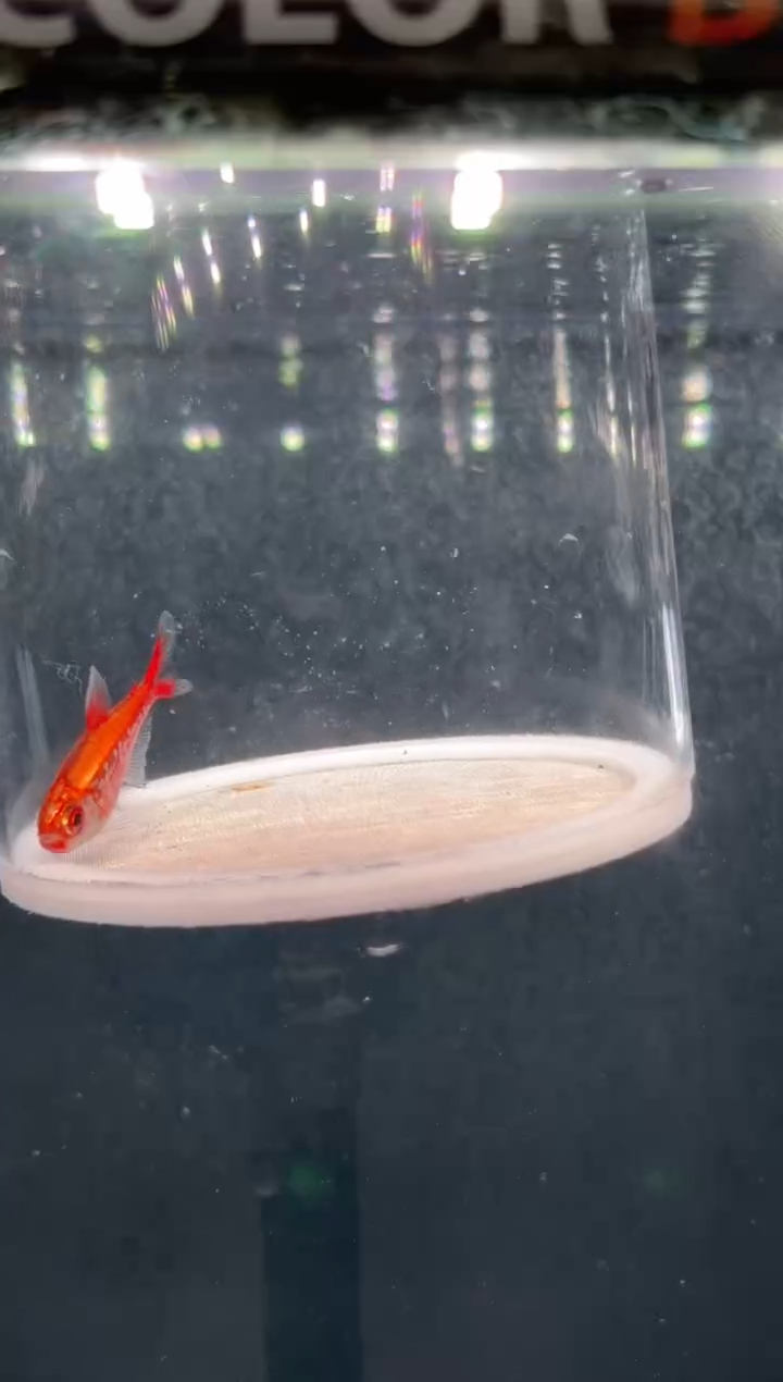 灯科鱼恐****?【67】白金红月可卡