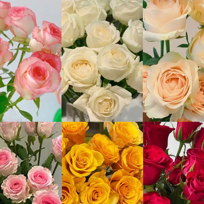  （混色）玫瑰花东北鲜花原产地直发鲜花鲜切花顺丰包邮