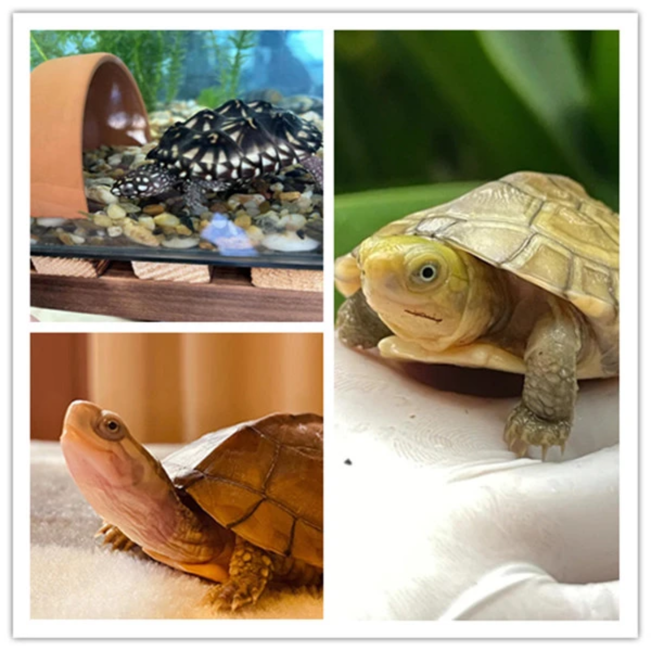 （林家）专用宠物活体（定）（金）链接（一）