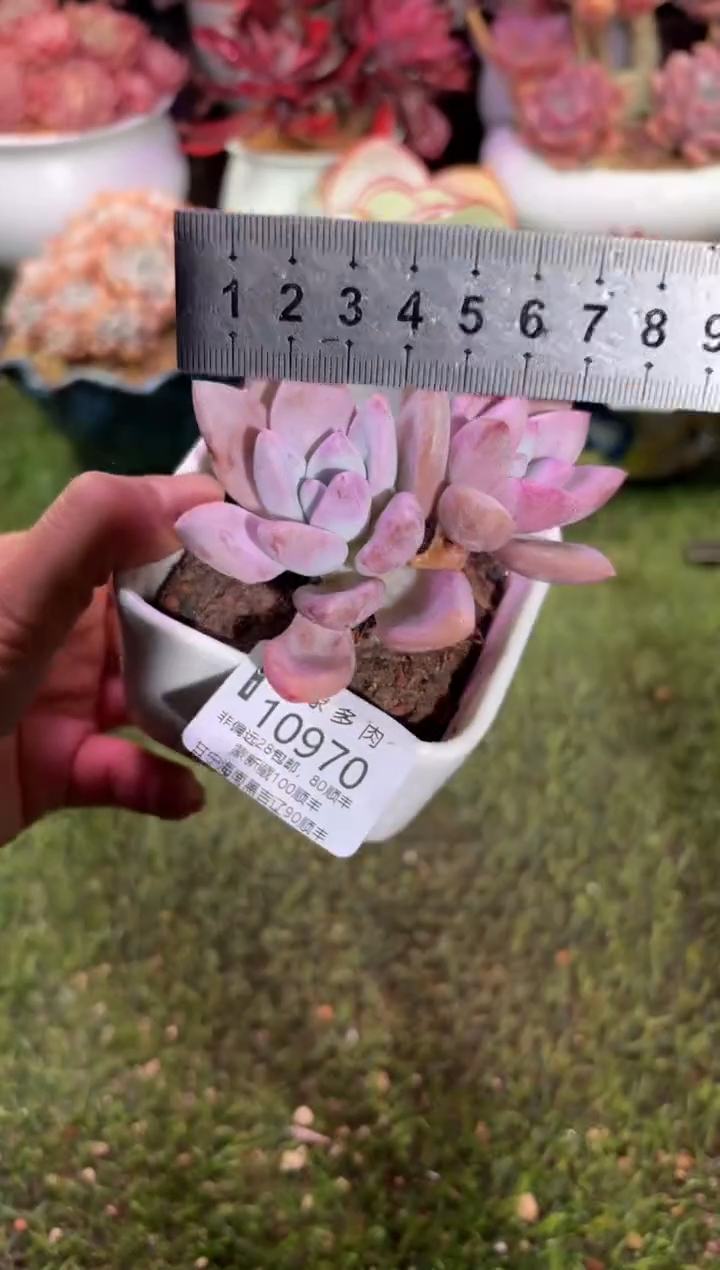 【闪购商品】10970