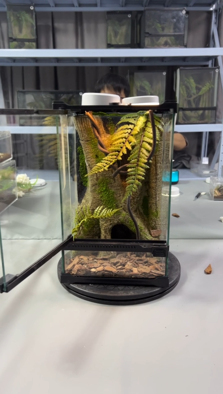 玻璃【长20宽20高30】爬宠造景缸睫角守宫树栖蜘蛛饲养箱爬宠爬虫缸