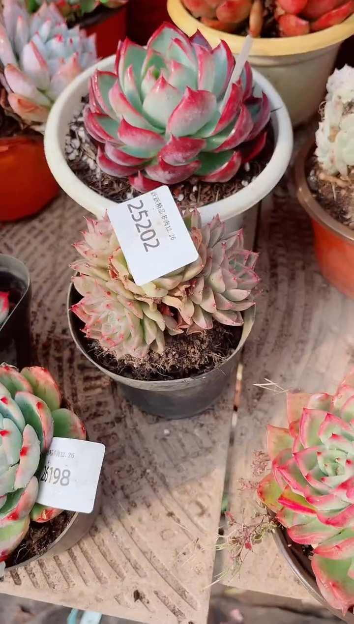 叮**?跃跃精品多肉26202