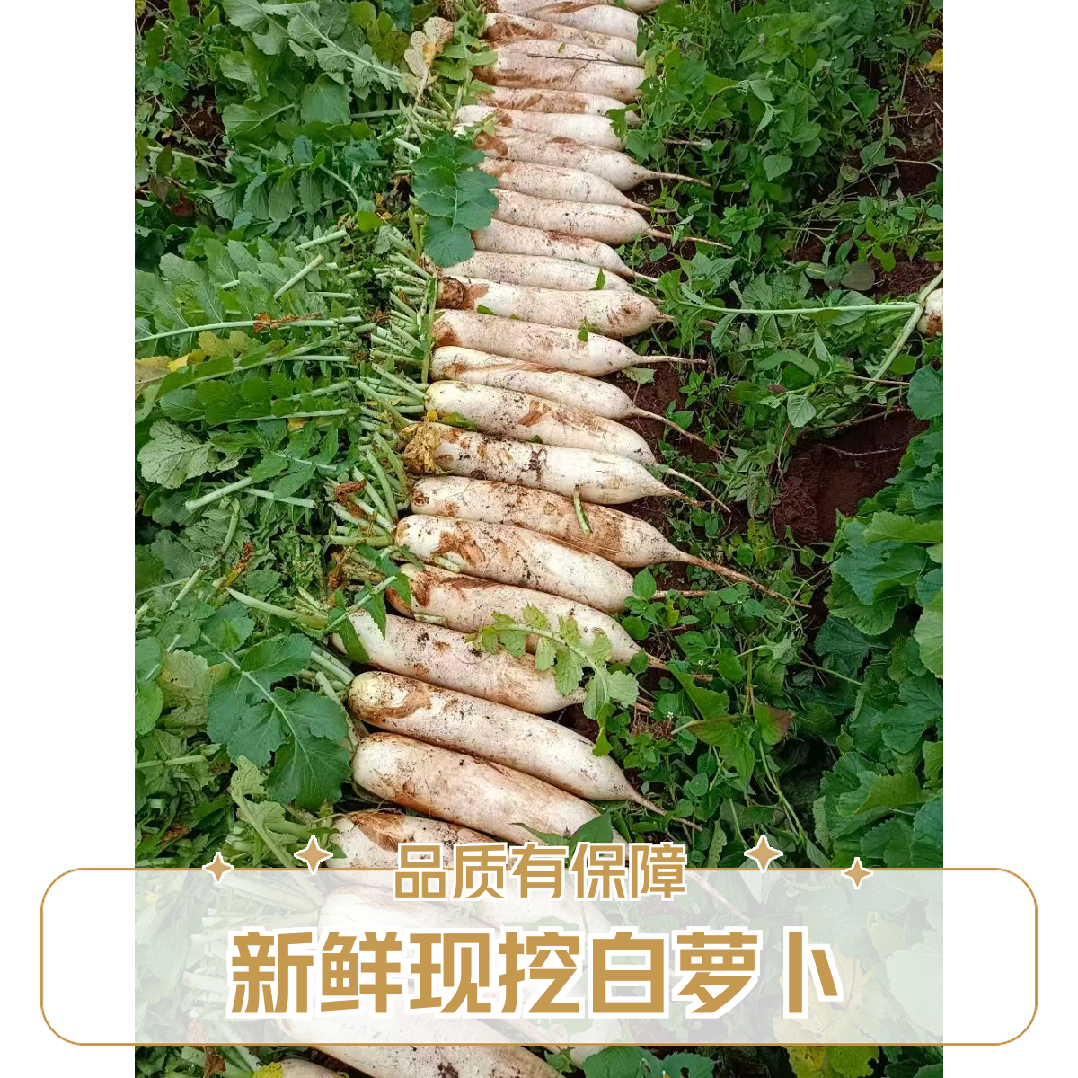 水果萝卜鲜嫩多汁，甜脆可口，可做泡菜