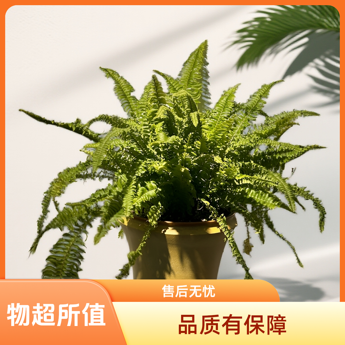 精选波斯顿蕨盆栽