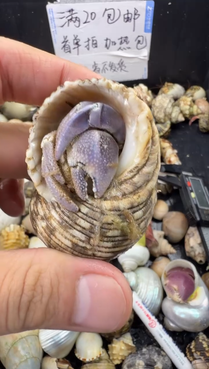 2.5口彩灰一只，不包全品