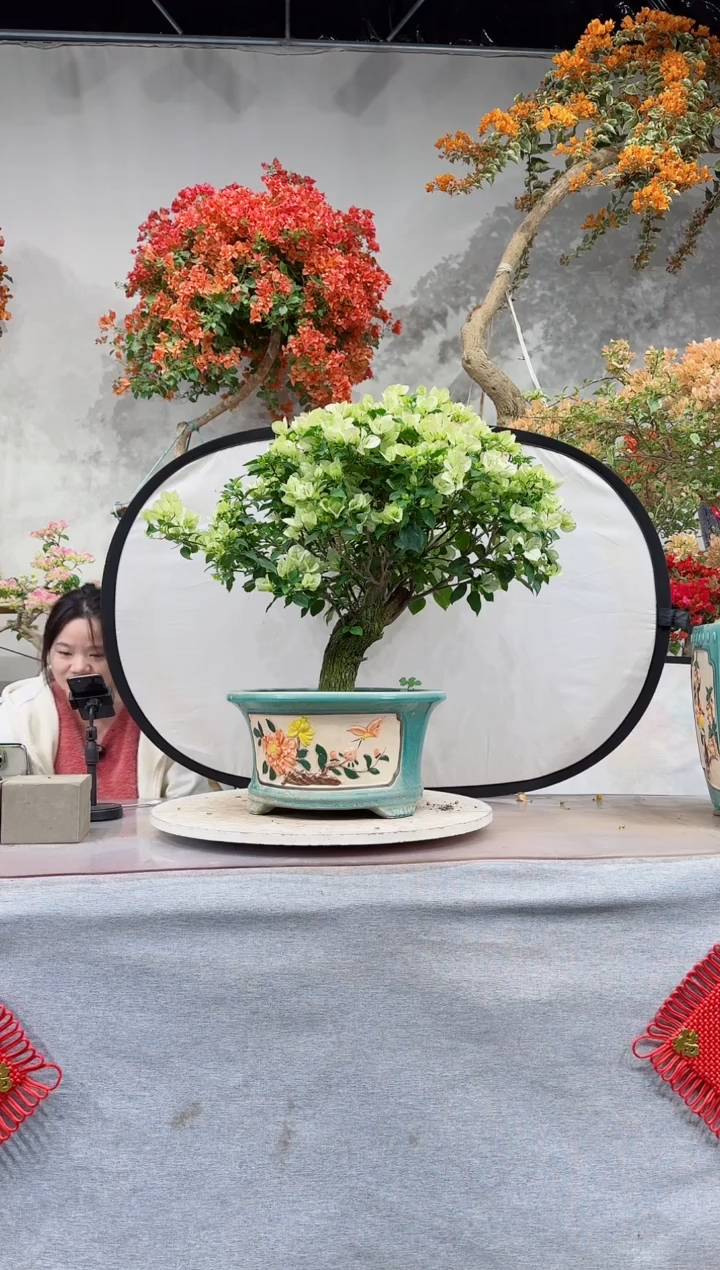 【闪购商品】盆景绿叶樱花