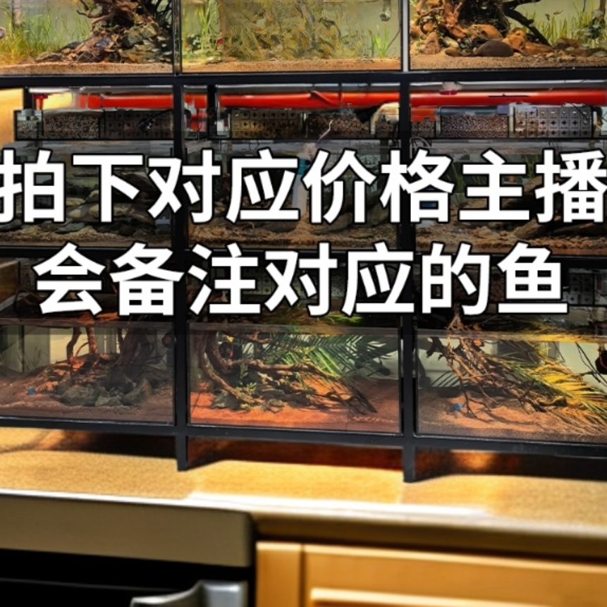 【改价链接】混发鱼 活体鱼 灯科鱼  联系主播或客服备注