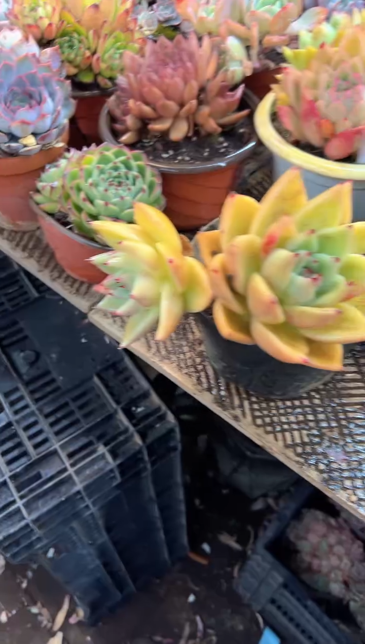 鳳多肉植物一物一拍23455