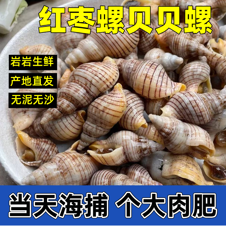 丹东东港红枣螺贝贝螺  超肥海螺丝 鲜活发货顺丰包邮