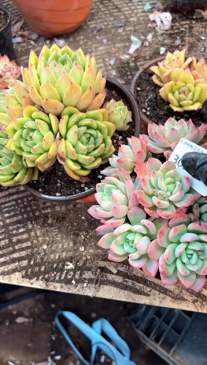 B****长多肉植物一物一拍30341