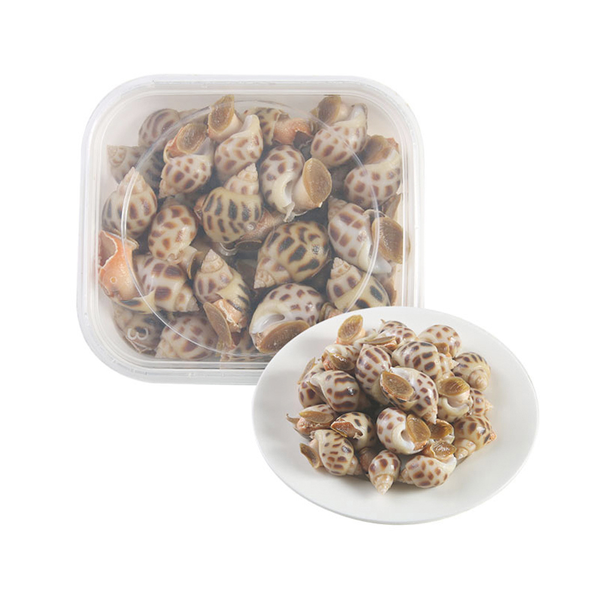 鲜活净化海南花螺 250g/份（35粒以内）