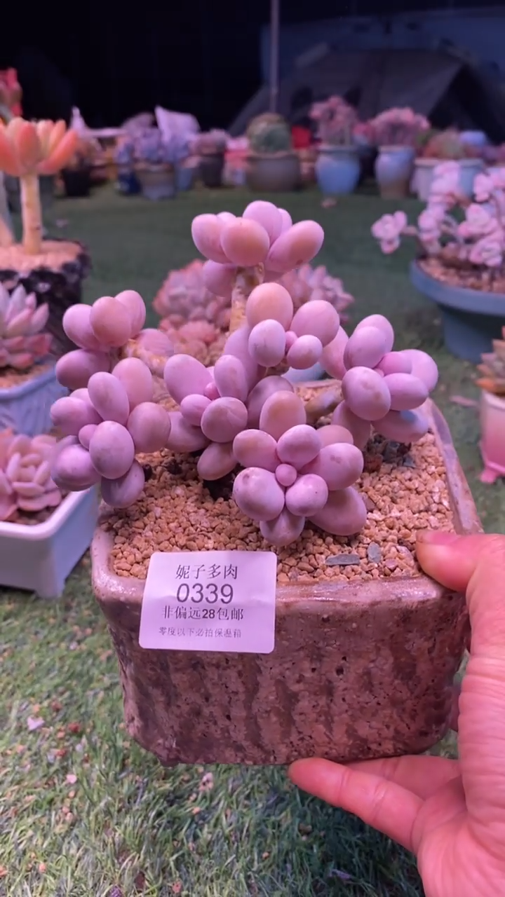 0340《满28包邮发货》