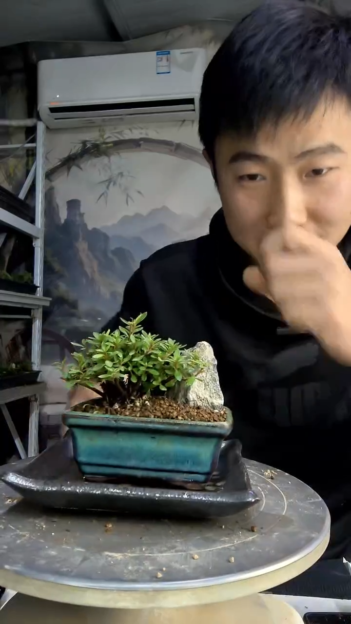 总****尖中青园艺一物一拍469