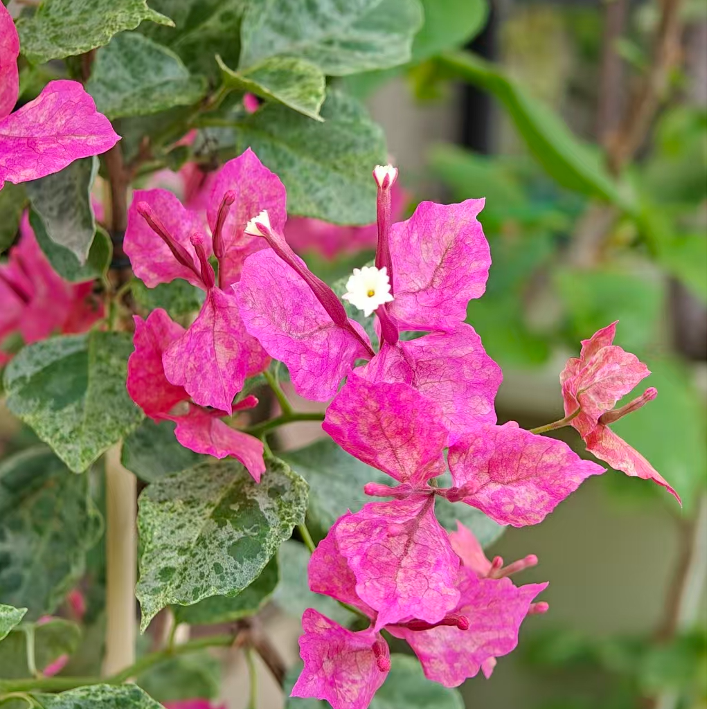 【虎斑索菲亚】袋苗勤花四季开花三角梅