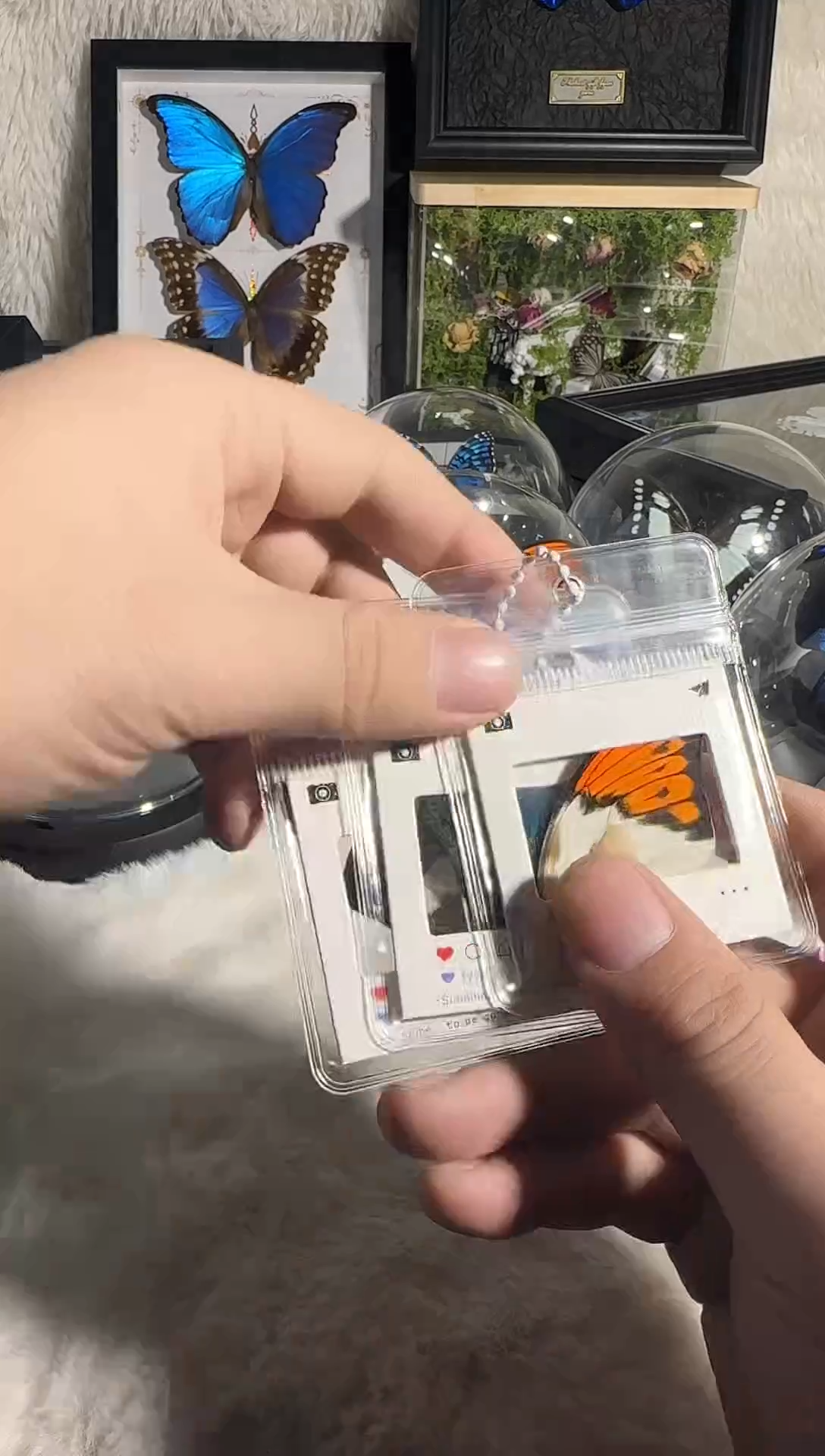 有机玻璃三只钥匙扣真实蝴蝶标本