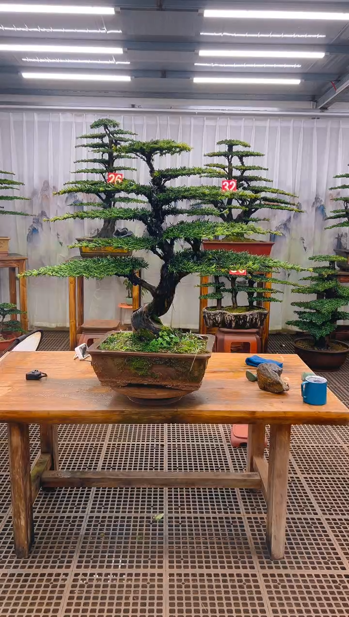 无花朵用****4精品盆景直播间一物一拍