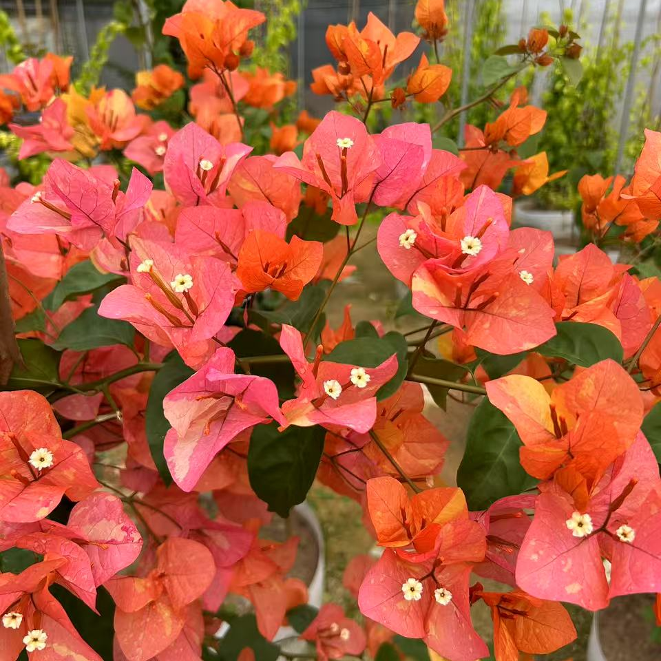 佰梅园 阿达娜三角梅扦插袋苗