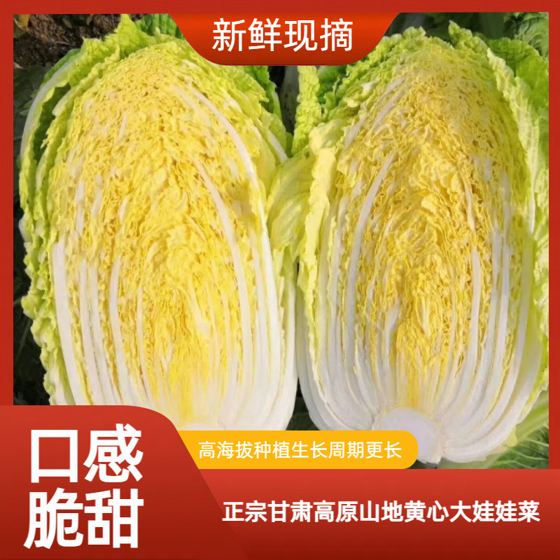 现摘甘肃高原精品黄心娃娃菜新鲜健康鲜甜无筋无丝5/9斤装包邮