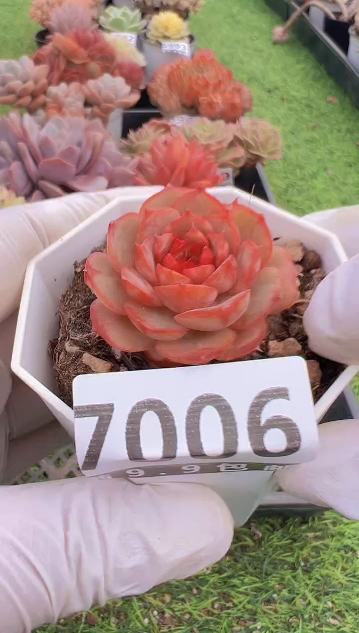 【闪购商品】信福多肉一物一拍