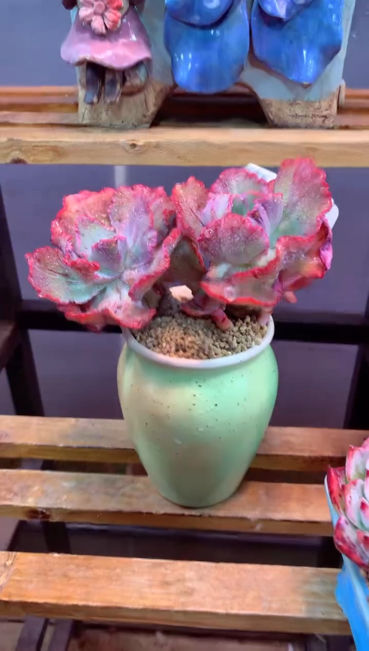 423Y（一物一拍，精品多肉，w所见即所得 ）