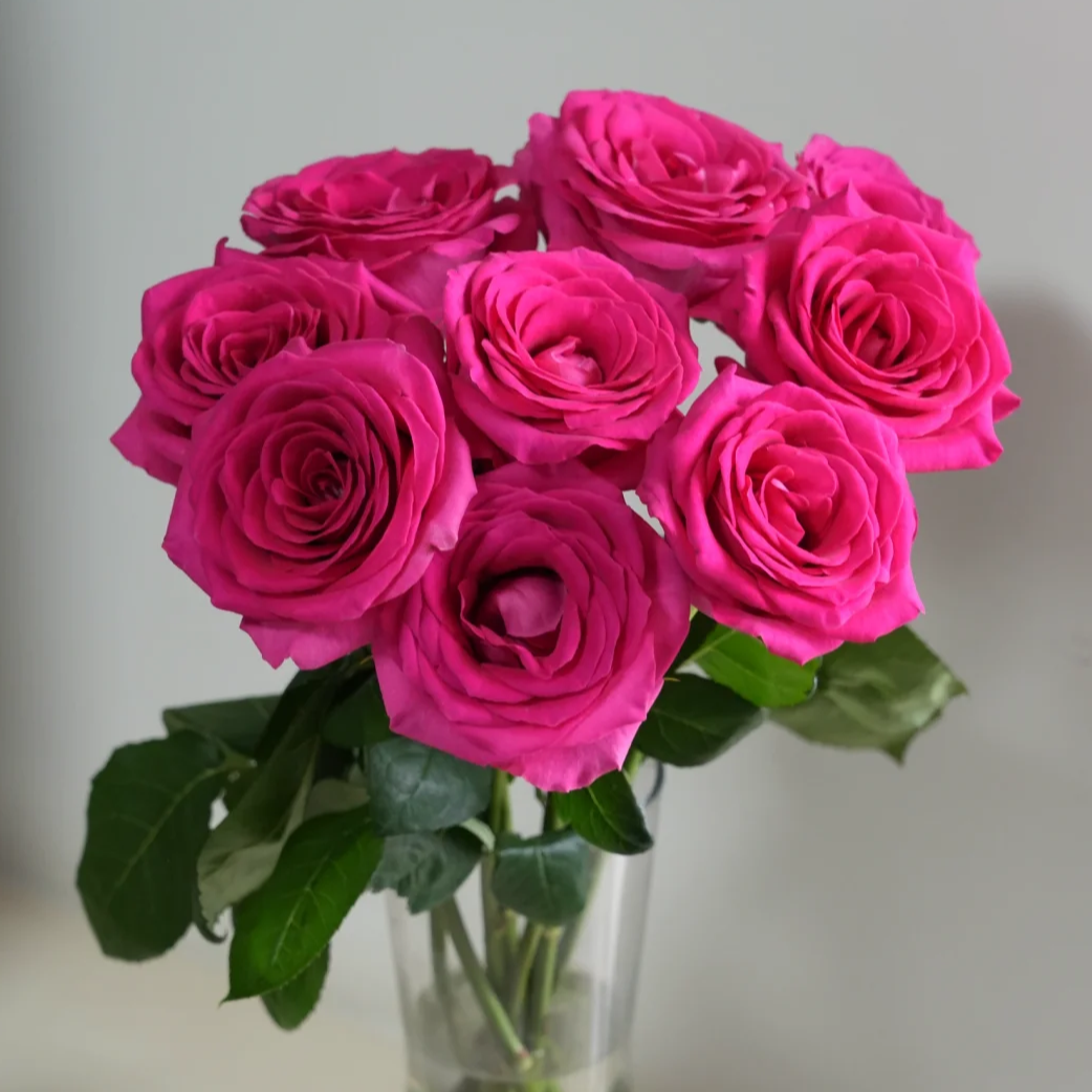 【弗洛伊德玫瑰10支】带香味好养易开 云南鲜花任意满两件送货上门