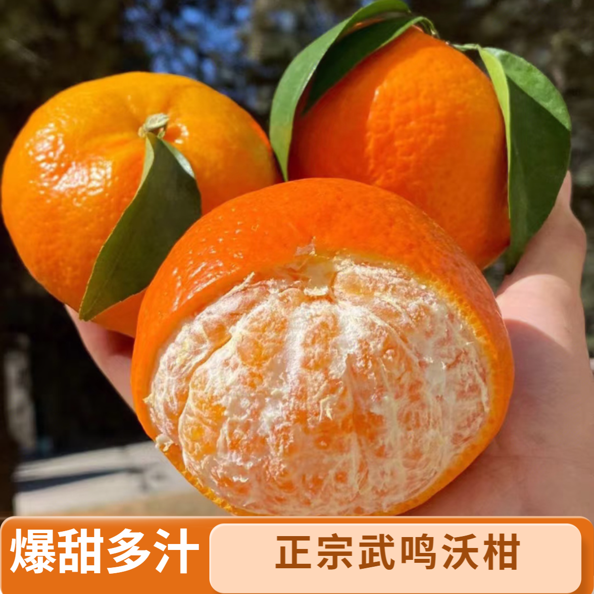 BR广西武鸣沃柑头茬当季新鲜水果爆甜多汁皮薄现摘现发包邮Y20