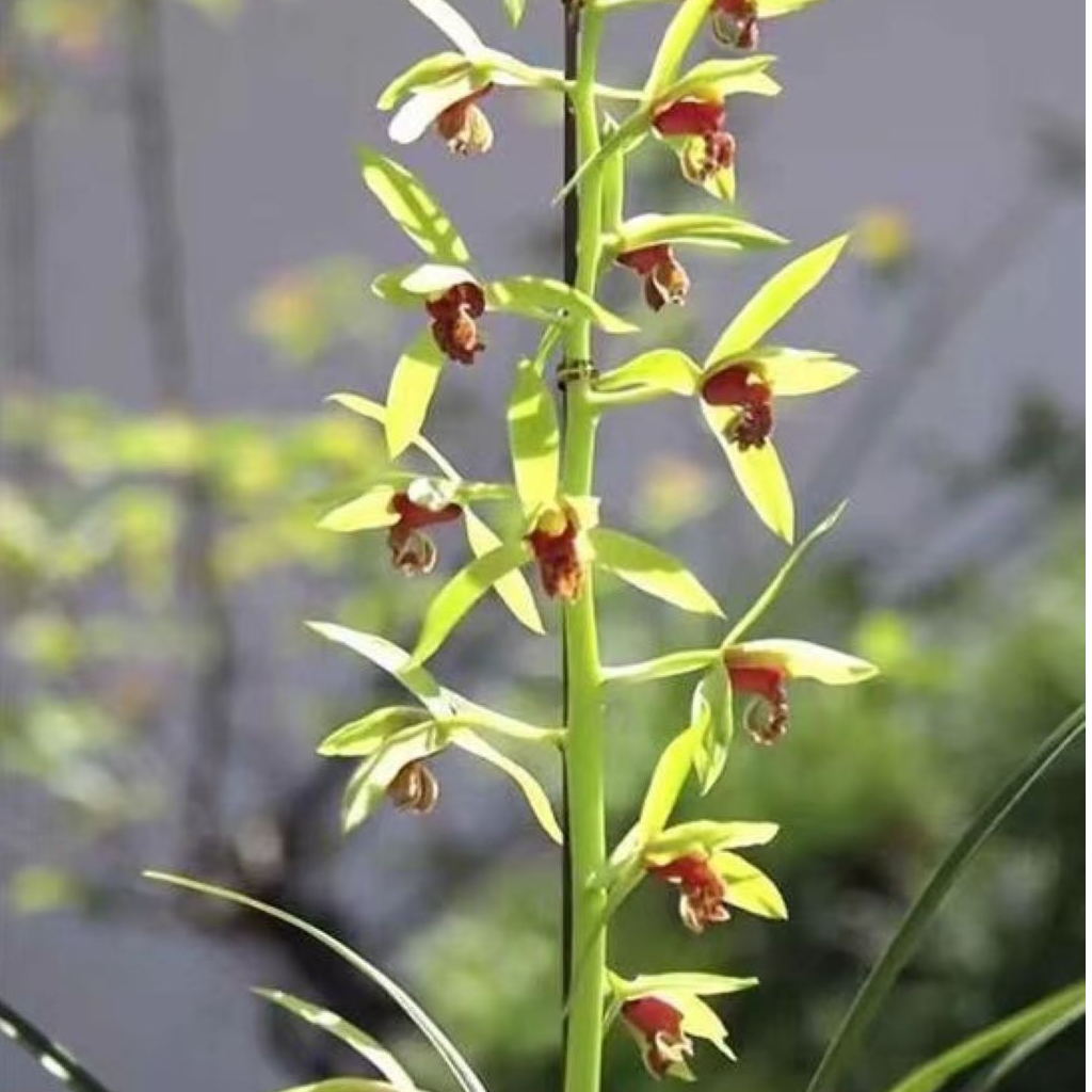 【夕颜】蕙兰夕颜红素产自安徽六安蕙兰国兰传统红素浓香型