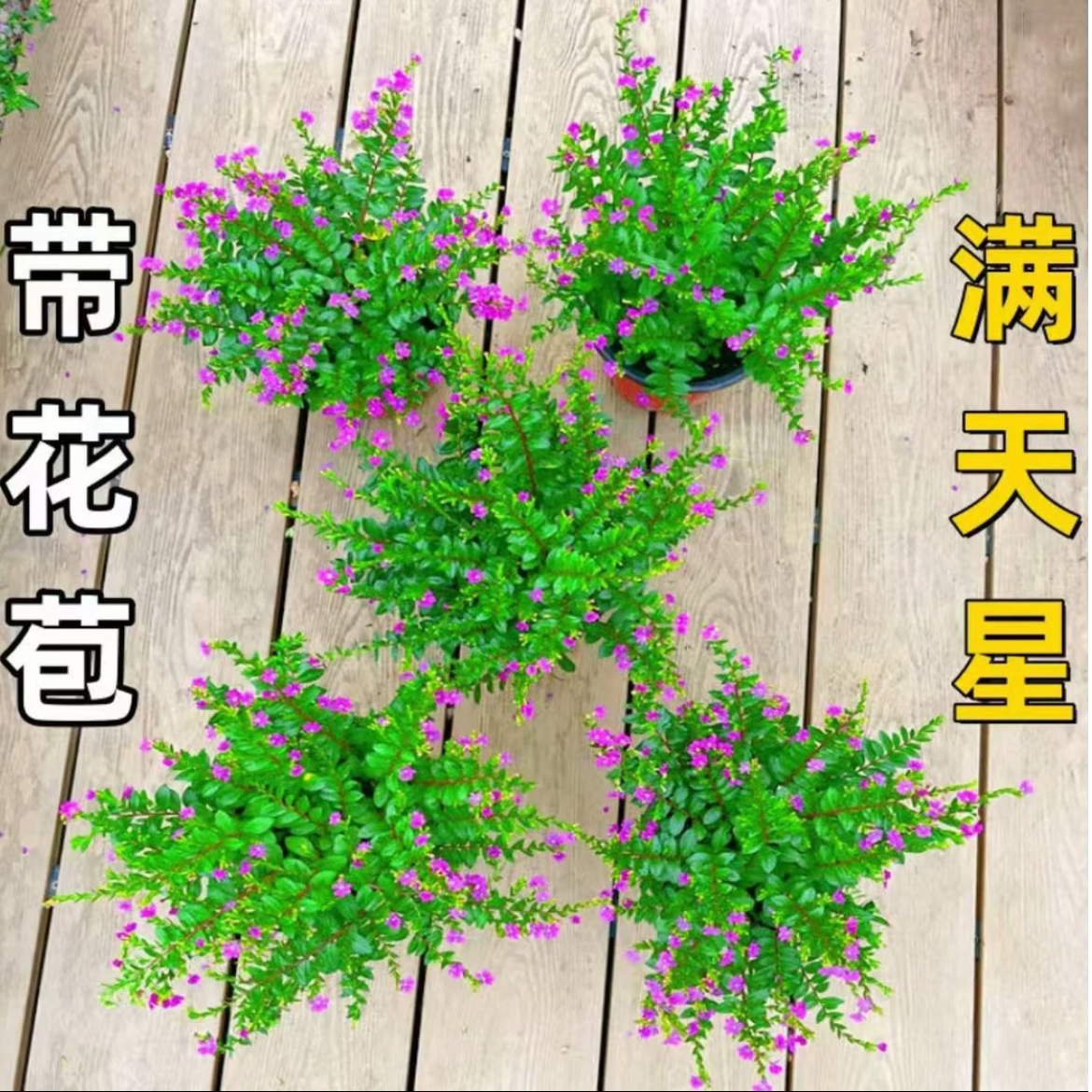 丛生满天星大平方开花易成活阳台四季盆栽花卉开花不断耐寒耐旱