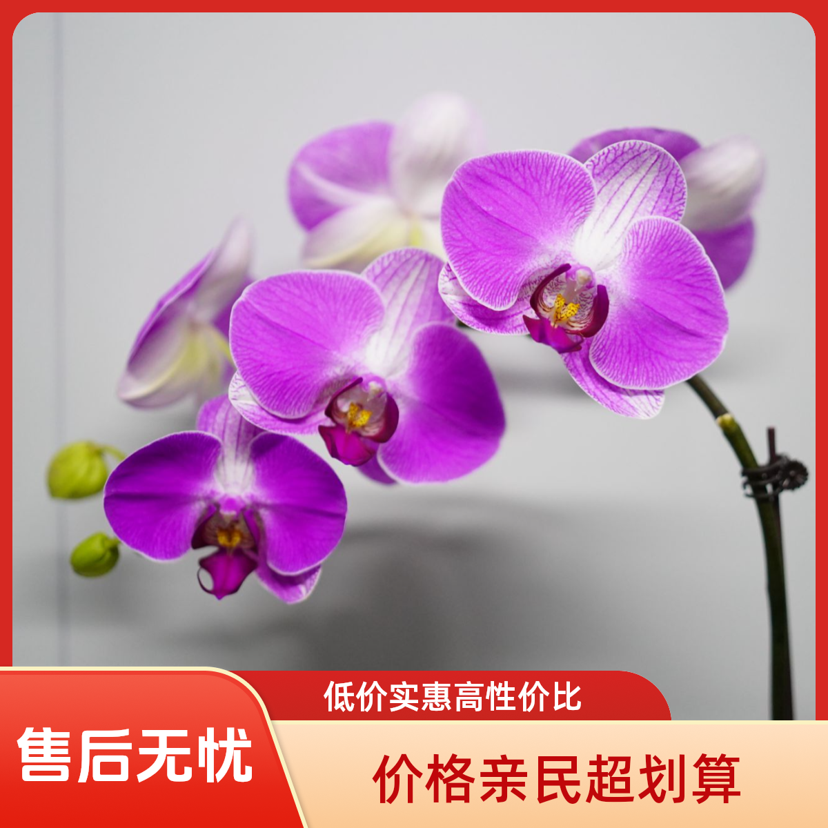 繁星里蝴蝶兰【粉佳人】3.5寸带花带花苞开花珠发货
