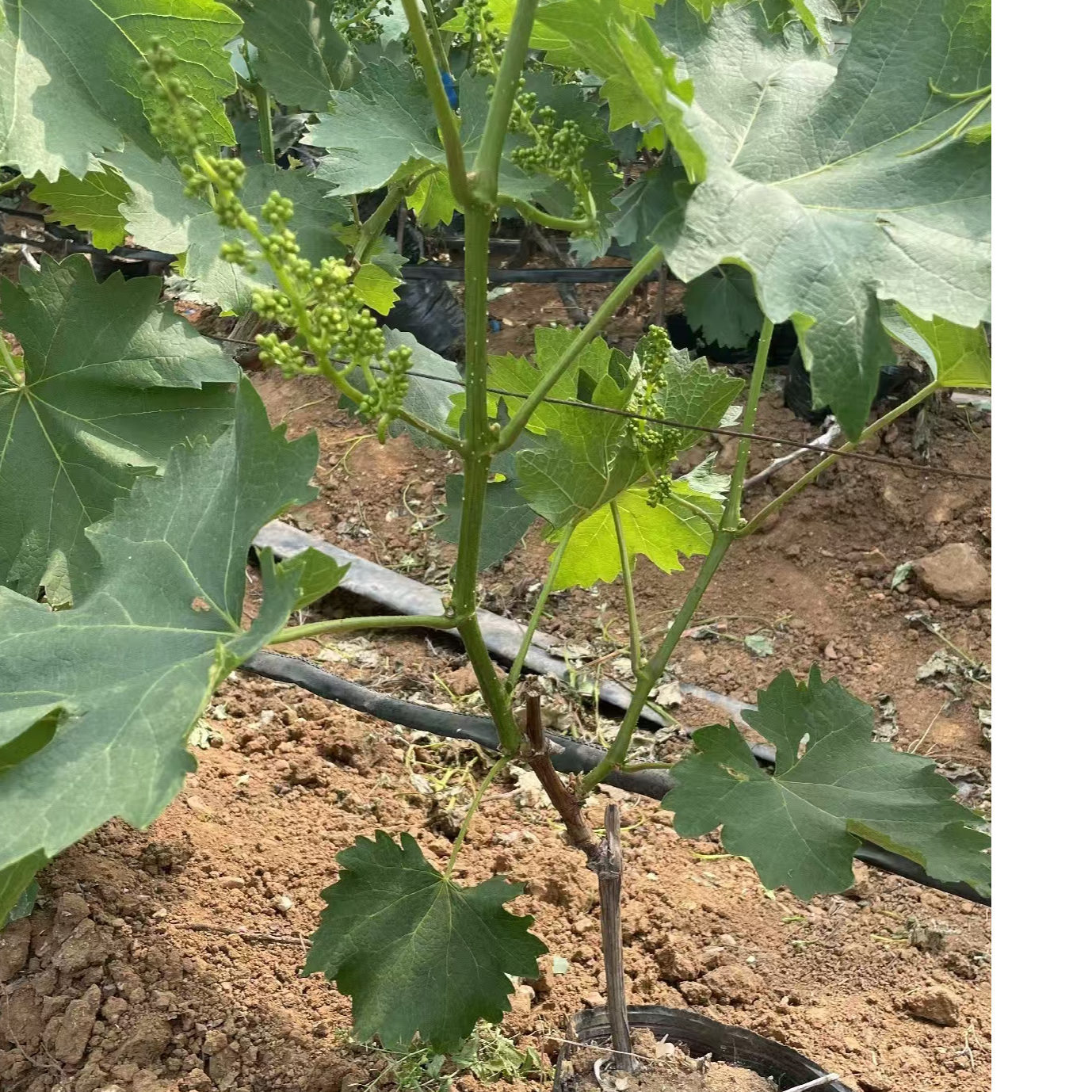 特大葡萄树苗品种盆栽南北方种植地栽爬藤无籽葡萄苗