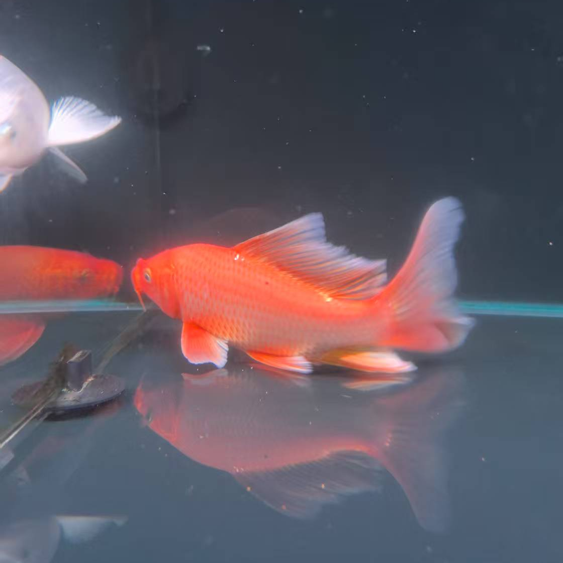 台湾蝴蝶鲤18-22红白配色